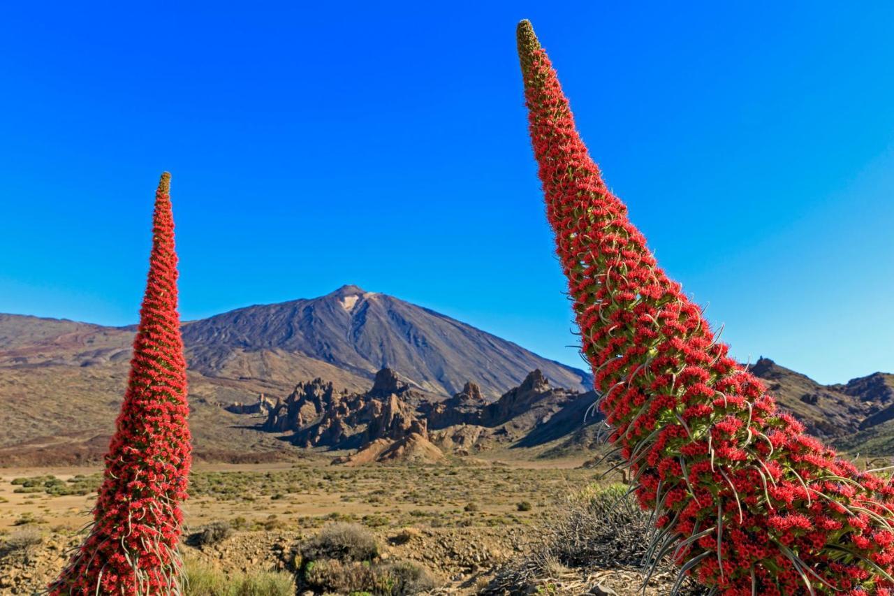Jardines Del Teide Apartamento Puerto de la Cruz  Exterior foto